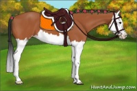 Horse Color:Bay Splash 