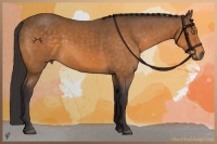 Horse Color:Buckskin Sabino