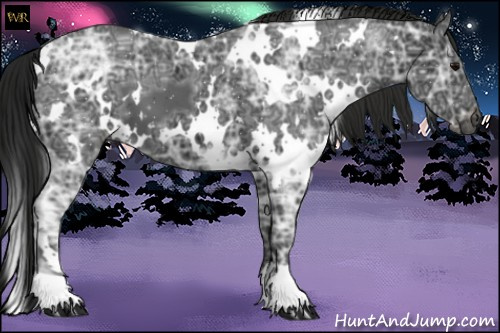 Horse Color:Gray White Spotted Black Ice 