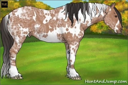 Horse Color:White Spotted Bay Ice 