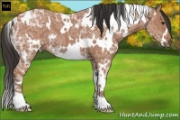 Horse Color:White Spotted Bay Ice 