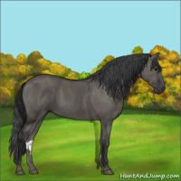 Horse Color:Grullo