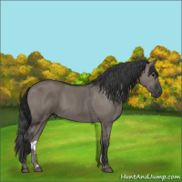 Horse Color:Grullo 