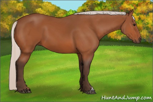 Horse Color:Silver Bay 