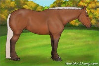 Horse Color:Silver Bay 