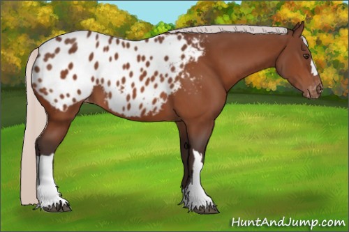 Horse Color:Silver Bay Appaloosa 