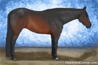 Horse Color:Brown 