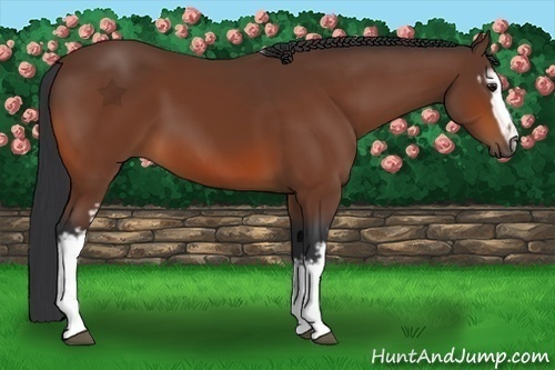 Horse Color:White Spotted Bay 