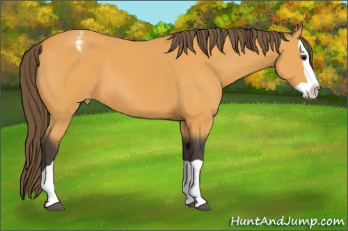 Horse Color:Buckskin Splash Appaloosa 