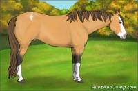 Horse Color:Buckskin Splash Appaloosa