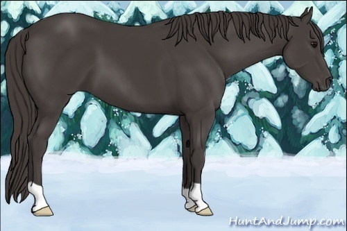 Horse Color:Smoky Black
