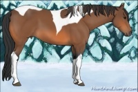 Horse Color:Bay Tobiano 