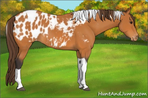 Horse Color:Buckskin Tobiano Appaloosa