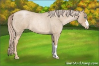 Horse Color:Chocolate Palomino Roan Pearl 