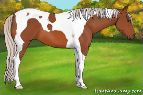 Horse Color:Silver Bay Tobiano 