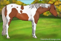 Horse Color:Silver Bay Tobiano 