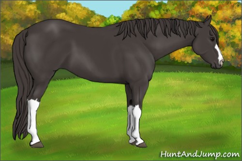 Horse Color:Smoky Black