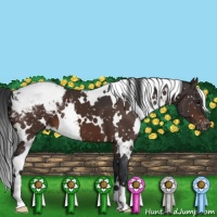 Horse Color:White Spotted Brown Appaloosa 