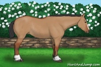 Horse Color:Bay Dun Sabino Rabicano 