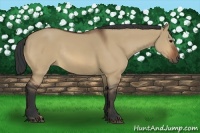 Horse Color:Bay Dun Rabicano 