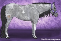 Horse Color:Blue Ice Roan Tobiano Appaloosa 