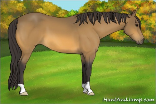 Horse Color:Buckskin 