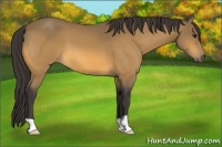 Horse Color:Buckskin 