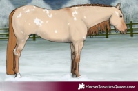 Horse Color:White Spotted Red Dun 