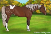 Horse Color:Silver Bay Appaloosa 
