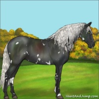 Horse Color:White Spotted Liver Chestnut Mushroom
