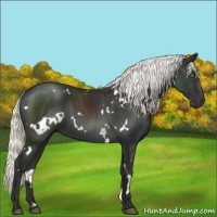 Horse Color:White Spotted Liver Chestnut Mushroom 