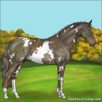Horse Color:White Spotted Chocolate Palomino Mushroom 