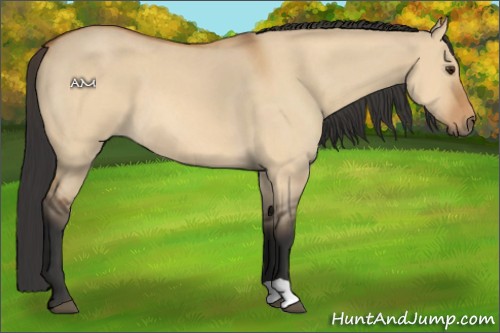 Horse Color:Bay Roan Dun 