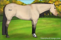 Horse Color:Bay Roan Dun 