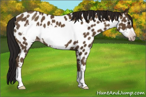 Horse Color:Gray Classic Champagne Frame Appaloosa