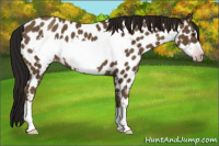 Horse Color:Gray Classic Champagne Frame Appaloosa 
