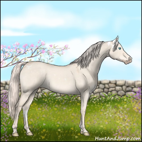 Horse Color:White Spotted Cremello Roan Dun