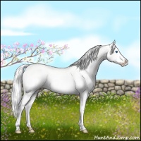 Horse Color:Cremello Roan Dun Sabino Splash 