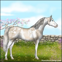 Horse Color:White Spotted Chocolate Palomino Pearl Splash
