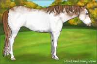 Horse Color:White Spotted Red Roan Splash Frame