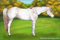 Horse Color:White Spotted Chestnut Ice