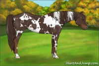 Horse Color:White Spotted Liver Chestnut 