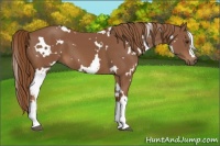 Horse Color:White Spotted Chestnut