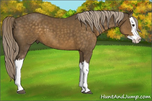 Horse Color:Chocolate Palomino Splash 