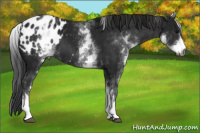 Horse Color:Gray White Spotted Black Appaloosa 