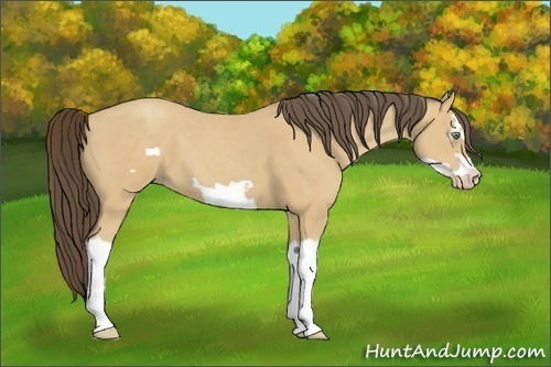 Horse Color:Amber Cream Champagne Splash Frame 