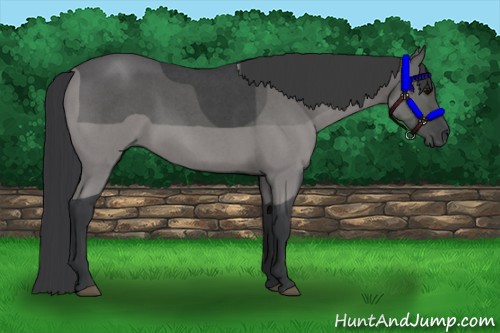 Horse Color:Blue Roan