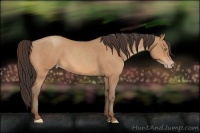 Horse Color:Amber Champagne 