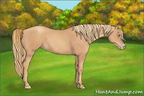 Horse Color:Gold Champagne 