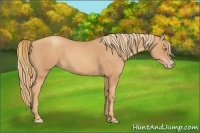 Horse Color:Gold Champagne